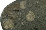 Fossil Ammonite (Dactylioceras) Cluster - Posidonia Shale, Germany #383721-1